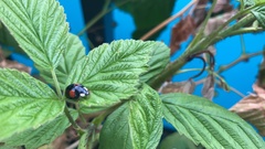 Harmonia axyridis