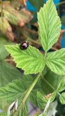 Harmonia axyridis