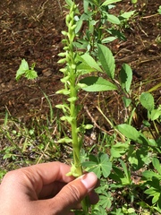 Platanthera sparsiflora