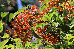 Auranticarpa rhombifolia