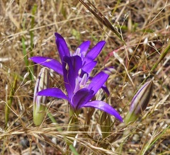 Brodiaea rosea rosea