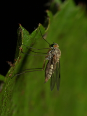 Chrysopilus asiliformis