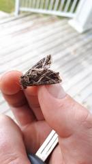 Autographa flagellum