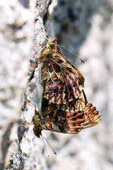 Boloria titania