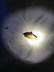 Ugia purpurea