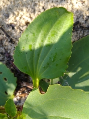 Arnoglossum floridanum image