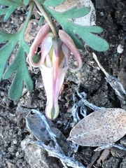 Dicentra uniflora