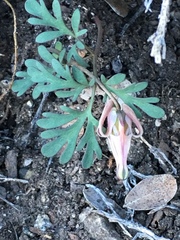 Dicentra uniflora