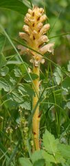 Orobanche alsatica