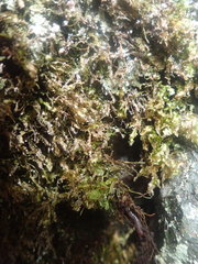Homalia trichomanoides