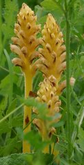 Orobanche alsatica