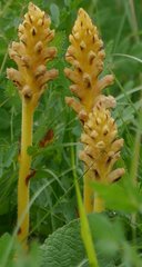 Orobanche alsatica