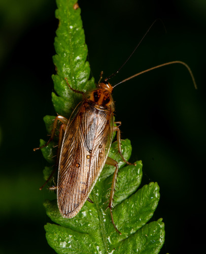 Episymploce asahinai · iNaturalist