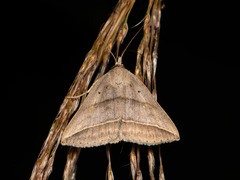 Blasticorhinus