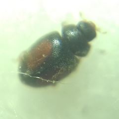 Scymnus mediterraneus