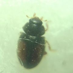 Scymnus mediterraneus
