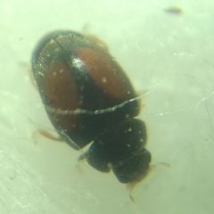 Scymnus mediterraneus