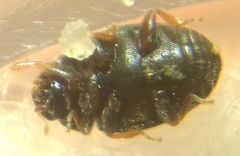 Scymnus mediterraneus