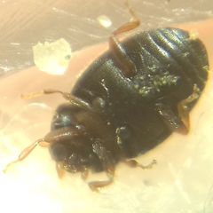 Scymnus mediterraneus
