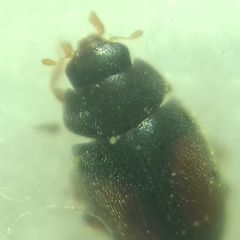 Scymnus mediterraneus