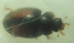 Scymnus mediterraneus