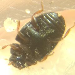 Scymnus mediterraneus