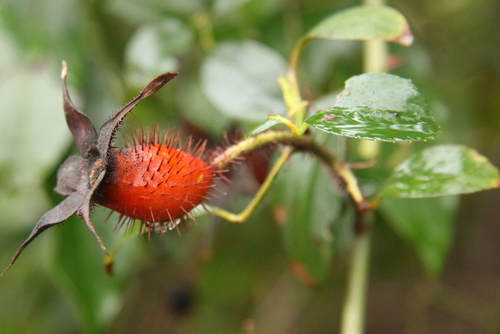 Rosa laevigata