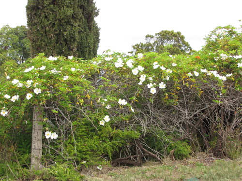 Rosa laevigata