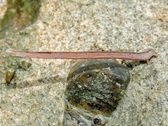 Haemadipsa zeylanica