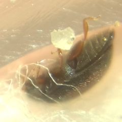 Scymnus mediterraneus