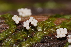 Oligonema verrucosum