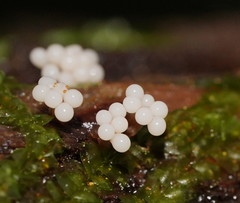 Oligonema verrucosum