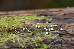 Oligonema verrucosum