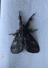 Dasychira obliquata