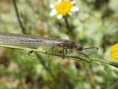 Creoleon lugdunensis
