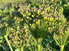 Agasyllis latifolia