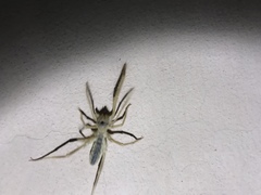 Galeodidae