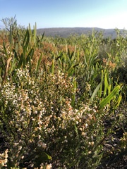 Erica capensis