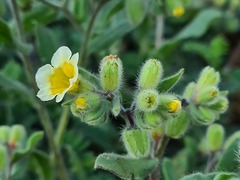 Nonea alpestris