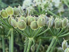 Heracleum grandiflorum