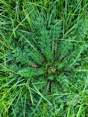 Cirsium rhizocephalum