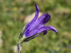 Campanula ciliata