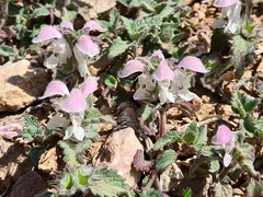 Lamium tomentosum