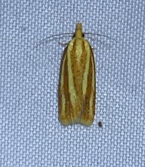 Sparganothis tristriata