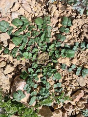 Symphyoloma graveolens