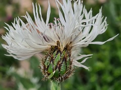 Centaurea cheiranthifolia
