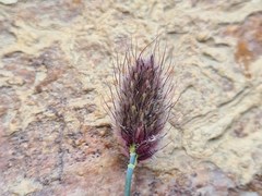 Alopecurus glacialis