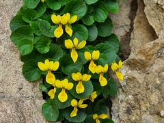 Viola caucasica