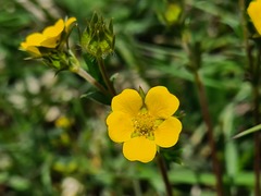Potentilla daghestanica