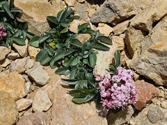 Valeriana daghestanica